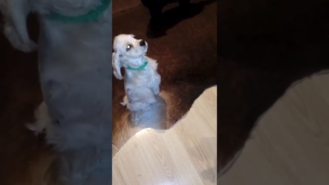 Дрессировка щенка американского кокер спаниеля щенок американский кокер спаниель смотреть онлайн