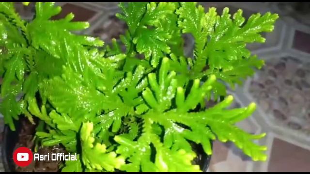Tanaman Bunga Hias Rane(Selaginella) смотреть онлайн