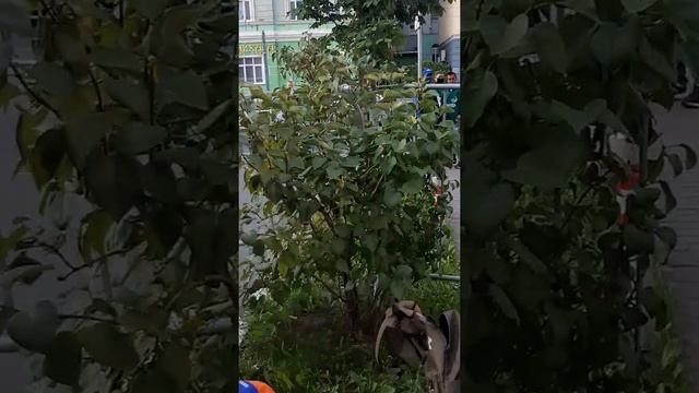 Курбан-байрам в Москве 2020. Некто несмок ответит вопроса Мула смотреть онлайн