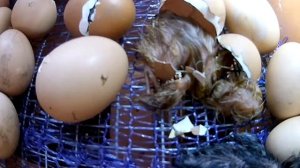 Инкубация при всего 2-х  ручных переворотах яиц в день