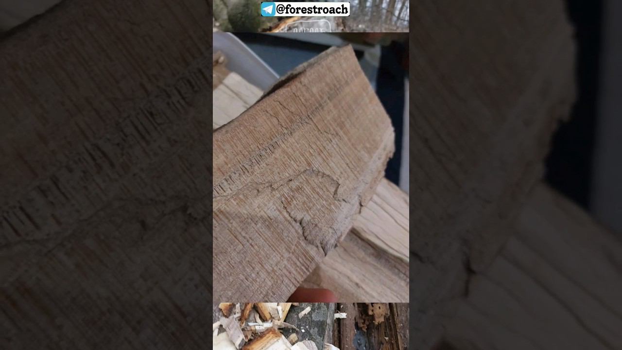 УНИКАЛЬНАЯ ДРЕВЕСИНА В ВАШЕМ ЛЕСУ! #выживание #bushcraft #knife #нож #бушкрафт #ковка #самоделки смотреть онлайн