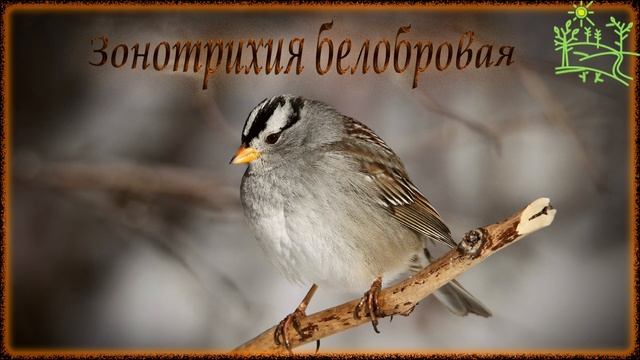 Голоса птиц Как поёт Зонотрихия белобровая (Zonotrichia leucophrys).mp4 смотреть онлайн