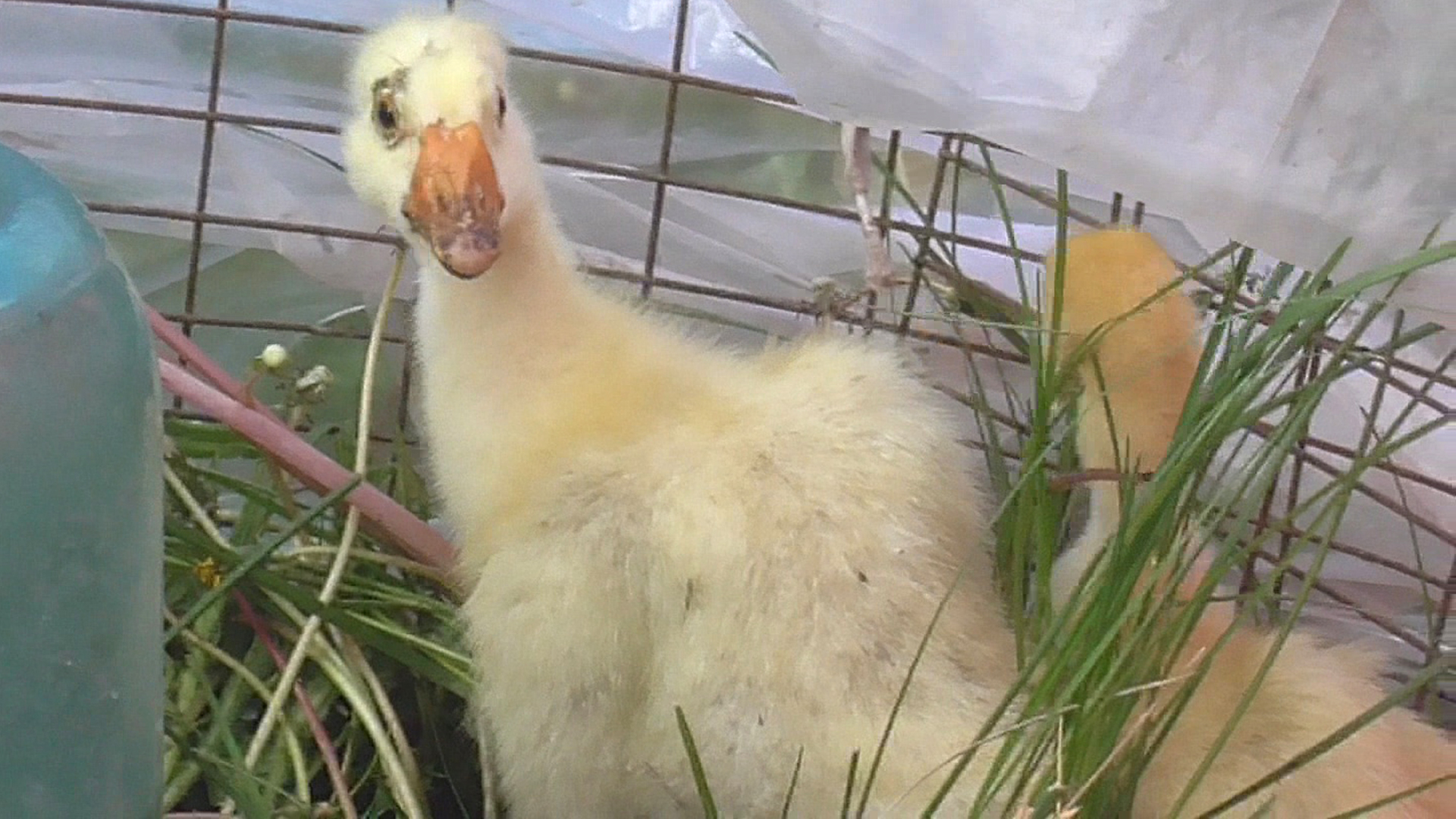 Собираем цыплят и гусят. Рвём траву смотреть онлайн