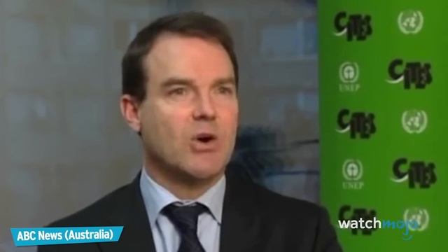 Top 20 Extinct Animals смотреть онлайн