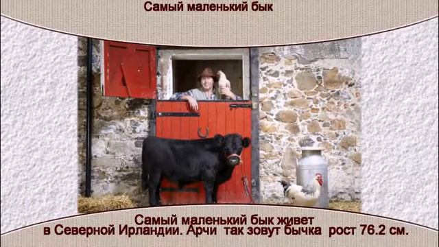 Самый маленький бык смотреть онлайн