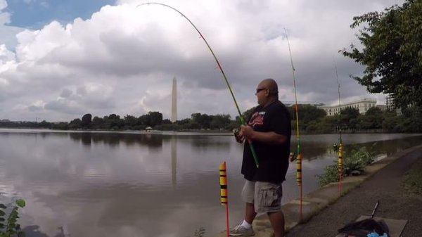 BEST CATFISH BAIT, POTOMAC RIVER ALL FISH OVER 10Lbs on CUT EEL Bank Fishing