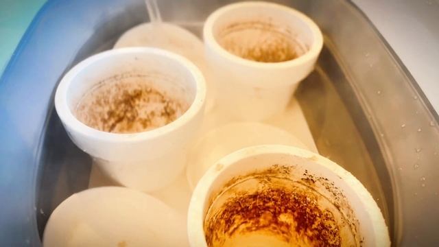 ??? БОЛЬШАЯ ПЕРЕСАДКА КОМНАТНЫХ РАСТЕНИЙ И УХОД ЗА НИМИ смотреть онлайн