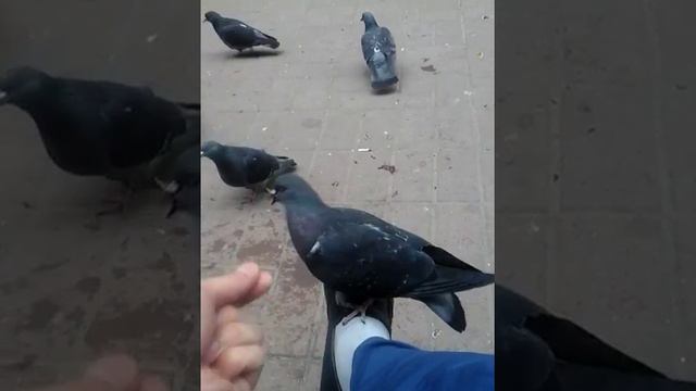 Когучкондор смотреть онлайн