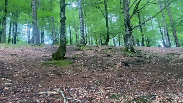 Salida a por BOLETUS PINICOLA entre HAYAS de mediados de Mayo del 2023 смотреть онлайн