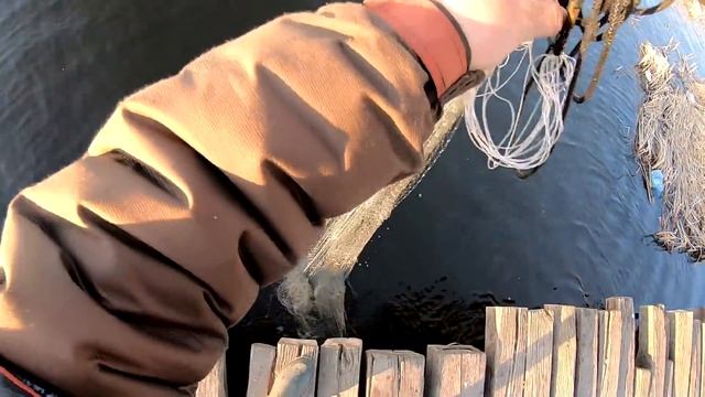 Вечерняя Рыбалка Кастинговой сетью.Щука на каждом забросе... смотреть онлайн