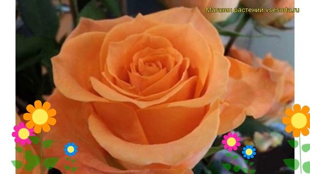 Роза чайно-гибридная Коландро. Краткий обзор, описание характеристик, где купить Colandro смотреть онлайн