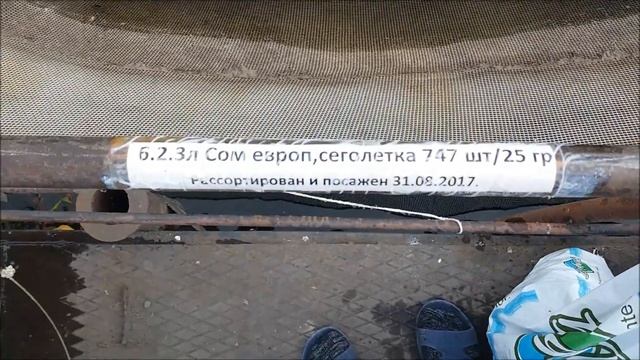 Как выросла сеголетка сома за 17 дней?! Контрольный облов смотреть онлайн