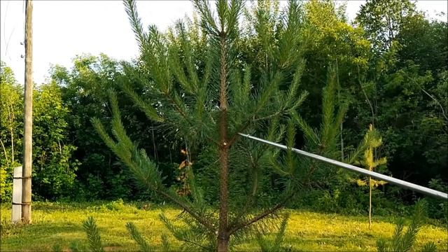 Когда начинать формировку сосны ниваки из сосны обыкновенной.