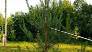 Когда начинать формировку сосны ниваки из сосны обыкновенной.