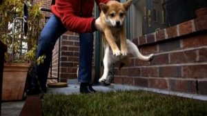 Как приучить щенка к туалету на улице в частном доме