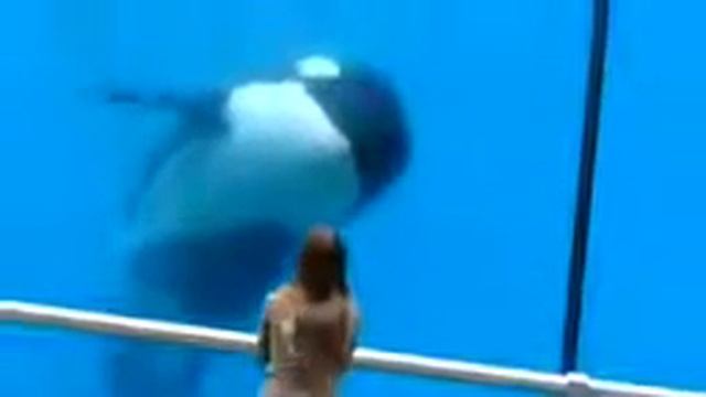 Как касатка хищник выполняет трюки. смотреть онлайн