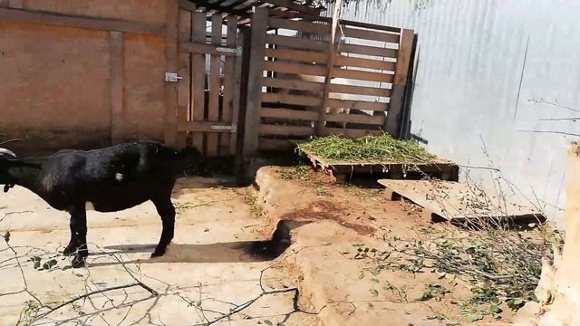 ?Отпиливаем козе рога? смотреть онлайн