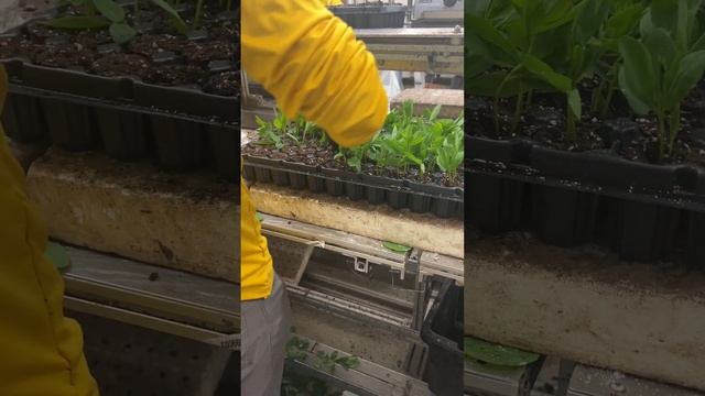 We Are Busy Planting Cuttings Of Baptisia?