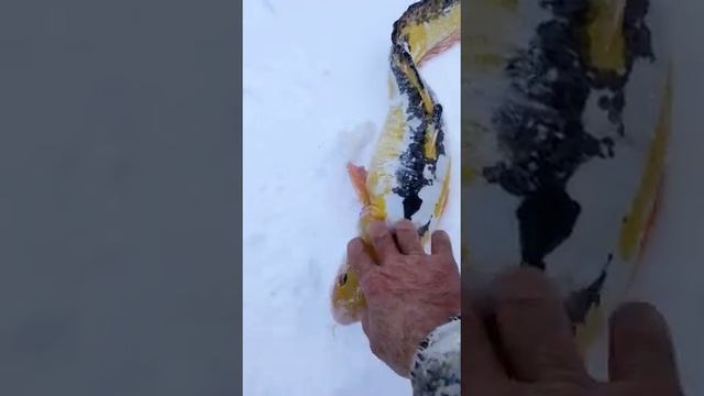 Налим необычный налим смотреть онлайн