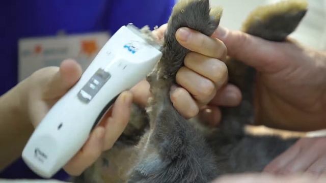 ЗДОРОВЫЕ ЗУБЫ-ЗДОРОВЫЙ КРОЛИК смотреть онлайн