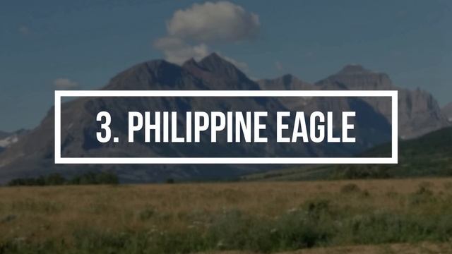 5 Eagles That Could Defeat A Bald Eagle смотреть онлайн