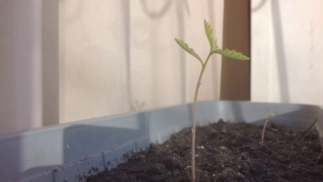 Таймлапс как растёт дуб смотреть онлайн