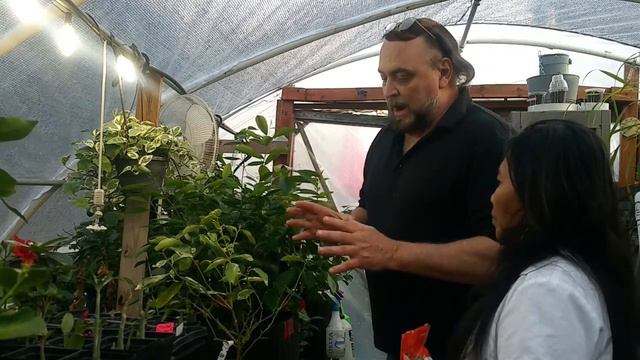 WHY MY CITRUS TREE IS DROPPING FRUIT AND BLOSSOMS / SECRET fix it and make huge fruit смотреть онлайн
