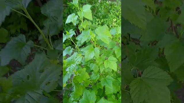 дела садовые смотреть онлайн