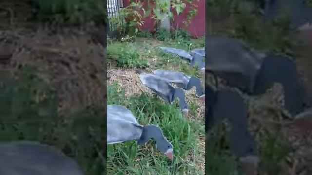 Флюгера гусей смотреть онлайн