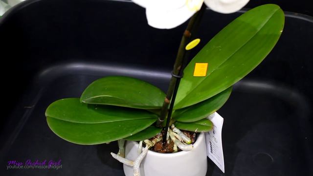 Do you remember the Phalaenopsis Singolo Orchid? смотреть онлайн