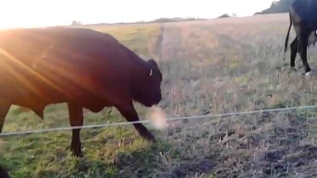 Two really angry bulls смотреть онлайн