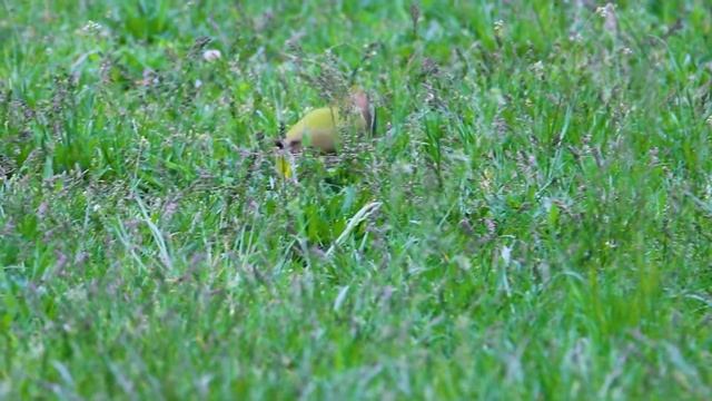Зелёный дятел || European green woodpecker || Picus viridis смотреть онлайн