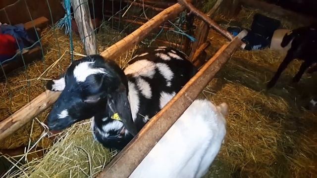 Роды Англо Нубийской козы Селены. Козлёнок. смотреть онлайн