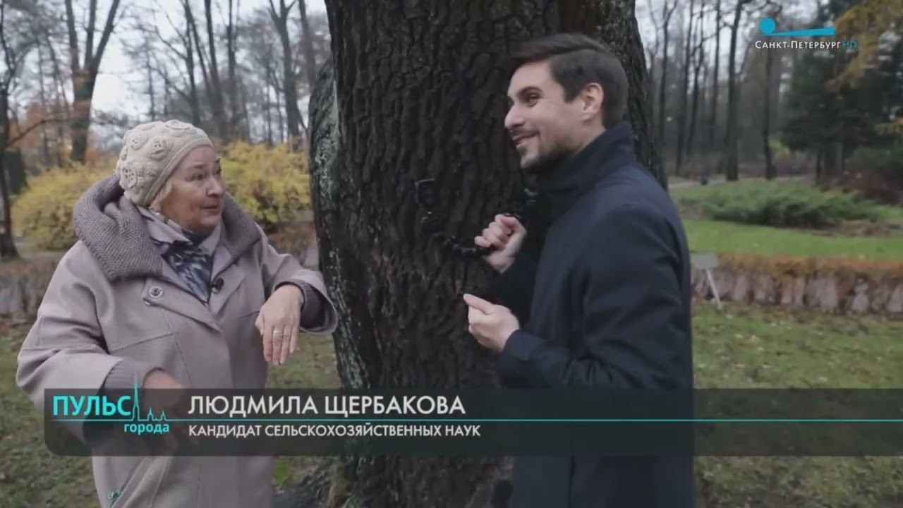 Зимовье. Насекомые готовятся к зиме - репортаж ТВ Санкт-Петербург. Доцент СПбГЛТУ Щербакова Л.Н. смотреть онлайн