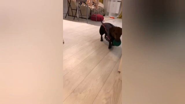 Комбинезон зимний для таксы смотреть онлайн