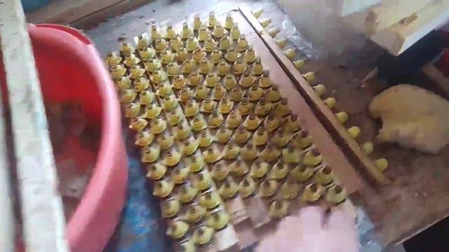 В каких мисках лучше прием маточников?) смотреть онлайн