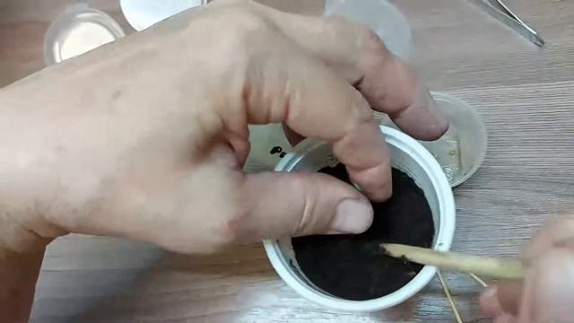 ЗАМАЧИВАНИЕ СЕМЯН ПОМИДОР ПЕРЕД ПОСАДКОЙ НА САЛФЕТКЕ И ЧТО ДЕЛАТЬ ПОСЛЕ ПОЯВЛЕНИЯ ВСХОДОВ ТОМАТОВ смотреть онлайн