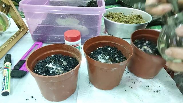 BULB ALOCASIA baby😘 смотреть онлайн