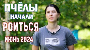 ЗАМЕНА ПЧЕЛОМАТОК2024, ПОЛОВИНА ПАСЕКИ В РОИТСЯ! МЫ СНОВА ОПОЗДАЛИ...