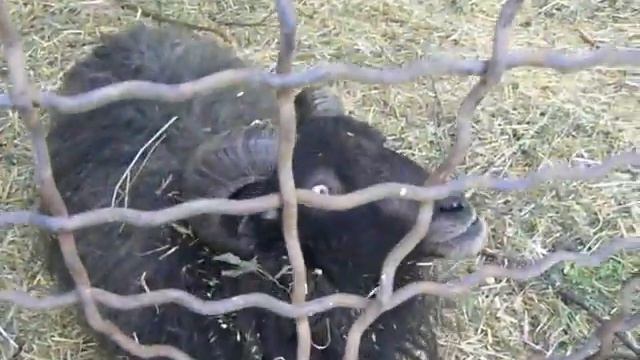 Кошка-черепаха и черный баран смотреть онлайн