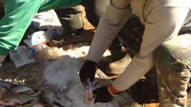 Ахтуба.Засол пойманой рыбы . смотреть онлайн