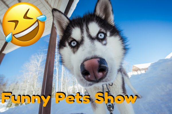 Самая смешная и симпатичная подборка Хаски_Funny Pets Show