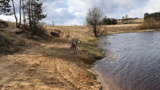 Щенки поденко ибиценко. Прогулка после курсинга. смотреть онлайн