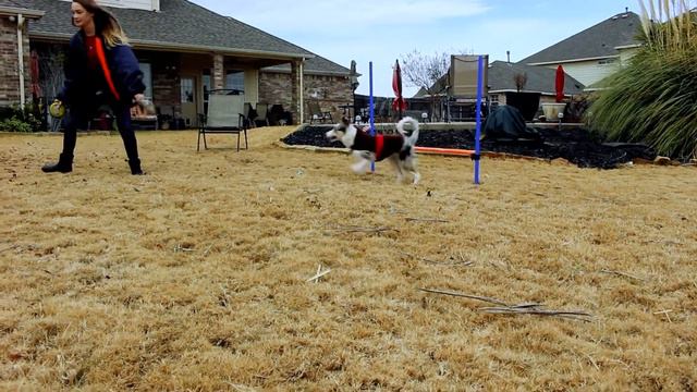 Neoma's First Christmas - 5 Month Old Border Collie Puppy смотреть онлайн