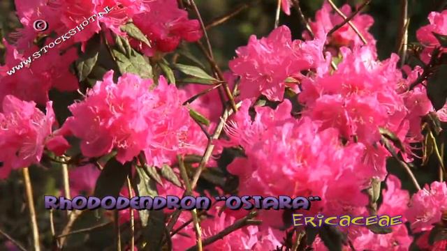 rhododendron Ostara смотреть онлайн
