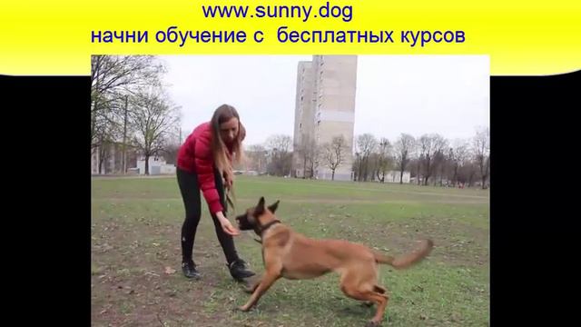 Как научить собаку командам? смотреть онлайн