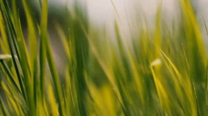 Футаж — Травушка Муравушка. Красивая трава в русском поле. Футажи красивая природа [FullHD]