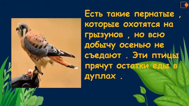 Как готовятся к зиме птицы? Окружающий нас мир смотреть онлайн