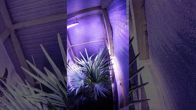 зимовка пальмы в открытом грунте. Углич. смотреть онлайн