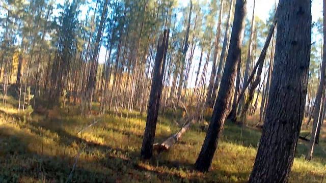 Охота на рябчика в Когалыме, с ружьём Бекас 12 помповое смотреть онлайн